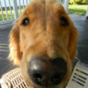 Meet your Posher, Thomas